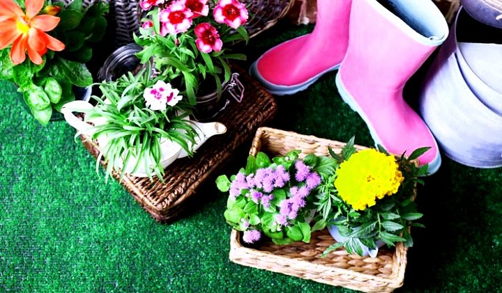 Decoradyard Garden Tips by DecoratorAdvice: Practical Ideas to Create a Beautiful Garden